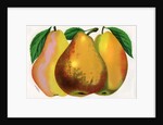 Illustration of Pear Varieties by Anonymous
