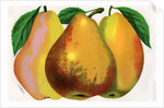Illustration of Pear Varieties by Anonymous