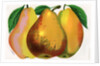 Illustration of Pear Varieties by Anonymous