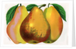 Illustration of Pear Varieties by Anonymous