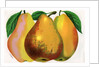Illustration of Pear Varieties by Anonymous