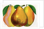 Illustration of Pear Varieties by Anonymous