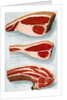 Illustration of Three Cuts of Beef by Anonymous