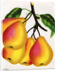 Illustration of Pears on a Branch by Anonymous