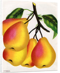 Illustration of Pears on a Branch by Anonymous