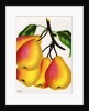 Illustration of Pears on a Branch by Anonymous