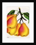 Illustration of Pears on a Branch by Anonymous