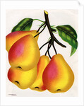 Illustration of Pears on a Branch by Anonymous