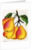 Illustration of Pears on a Branch by Anonymous