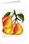Illustration of Pears on a Branch by Anonymous