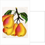 Illustration of Pears on a Branch by Anonymous