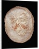 Therizinosaurus Dinosaur Egg Prepared by Terry Manning by Anonymous