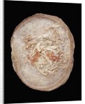 Therizinosaurus Dinosaur Egg Prepared by Terry Manning by Anonymous