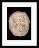 Therizinosaurus Dinosaur Egg Prepared by Terry Manning by Anonymous