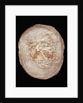 Therizinosaurus Dinosaur Egg Prepared by Terry Manning by Anonymous