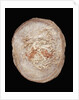 Therizinosaurus Dinosaur Egg Prepared by Terry Manning by Anonymous