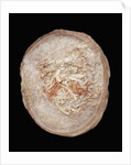 Therizinosaurus Dinosaur Egg Prepared by Terry Manning by Anonymous