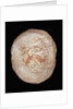 Therizinosaurus Dinosaur Egg Prepared by Terry Manning by Anonymous