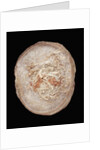 Therizinosaurus Dinosaur Egg Prepared by Terry Manning by Anonymous
