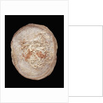 Therizinosaurus Dinosaur Egg Prepared by Terry Manning by Anonymous