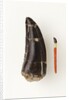 Adult Allosaurus Tooth and Baby Tooth on Match Stick by Anonymous