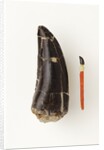 Adult Allosaurus Tooth and Baby Tooth on Match Stick by Anonymous