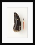 Adult Allosaurus Tooth and Baby Tooth on Match Stick by Anonymous