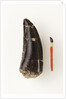 Adult Allosaurus Tooth and Baby Tooth on Match Stick by Anonymous