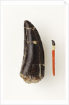 Adult Allosaurus Tooth and Baby Tooth on Match Stick by Anonymous