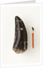 Adult Allosaurus Tooth and Baby Tooth on Match Stick by Anonymous