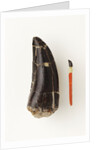 Adult Allosaurus Tooth and Baby Tooth on Match Stick by Anonymous
