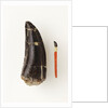 Adult Allosaurus Tooth and Baby Tooth on Match Stick by Anonymous