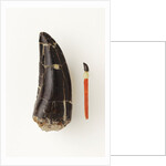 Adult Allosaurus Tooth and Baby Tooth on Match Stick by Anonymous
