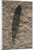 Single Archaeopteryx Feather Fossil by Anonymous