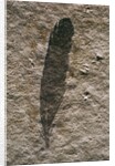 Single Archaeopteryx Feather Fossil by Anonymous