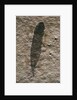 Single Archaeopteryx Feather Fossil by Anonymous