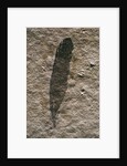 Single Archaeopteryx Feather Fossil by Anonymous