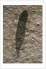 Single Archaeopteryx Feather Fossil by Anonymous