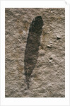 Single Archaeopteryx Feather Fossil by Anonymous