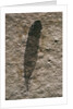 Single Archaeopteryx Feather Fossil by Anonymous