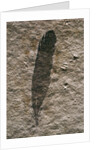 Single Archaeopteryx Feather Fossil by Anonymous