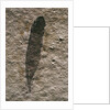 Single Archaeopteryx Feather Fossil by Anonymous