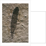 Single Archaeopteryx Feather Fossil by Anonymous