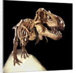 Tyrannosaurus Rex Skeleton by Anonymous