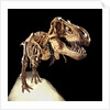 Tyrannosaurus Rex Skeleton by Anonymous