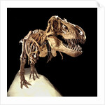 Tyrannosaurus Rex Skeleton by Anonymous