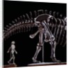 Human Skeleton and Apatosaurus Louisae by Anonymous