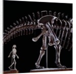 Human Skeleton and Apatosaurus Louisae by Anonymous