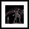 Human Skeleton and Apatosaurus Louisae by Anonymous
