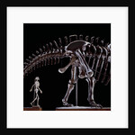 Human Skeleton and Apatosaurus Louisae by Anonymous